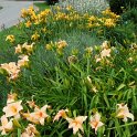 Hemerocallis x 'Annie Welch'